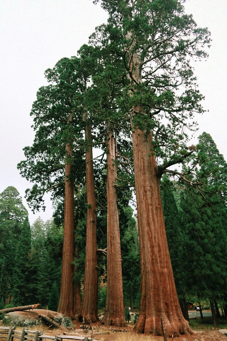 Giant sequoia trees in Sequoia National Park