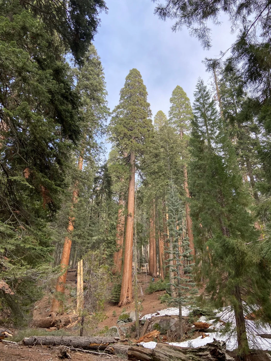 Tall trees in Redwood National Park