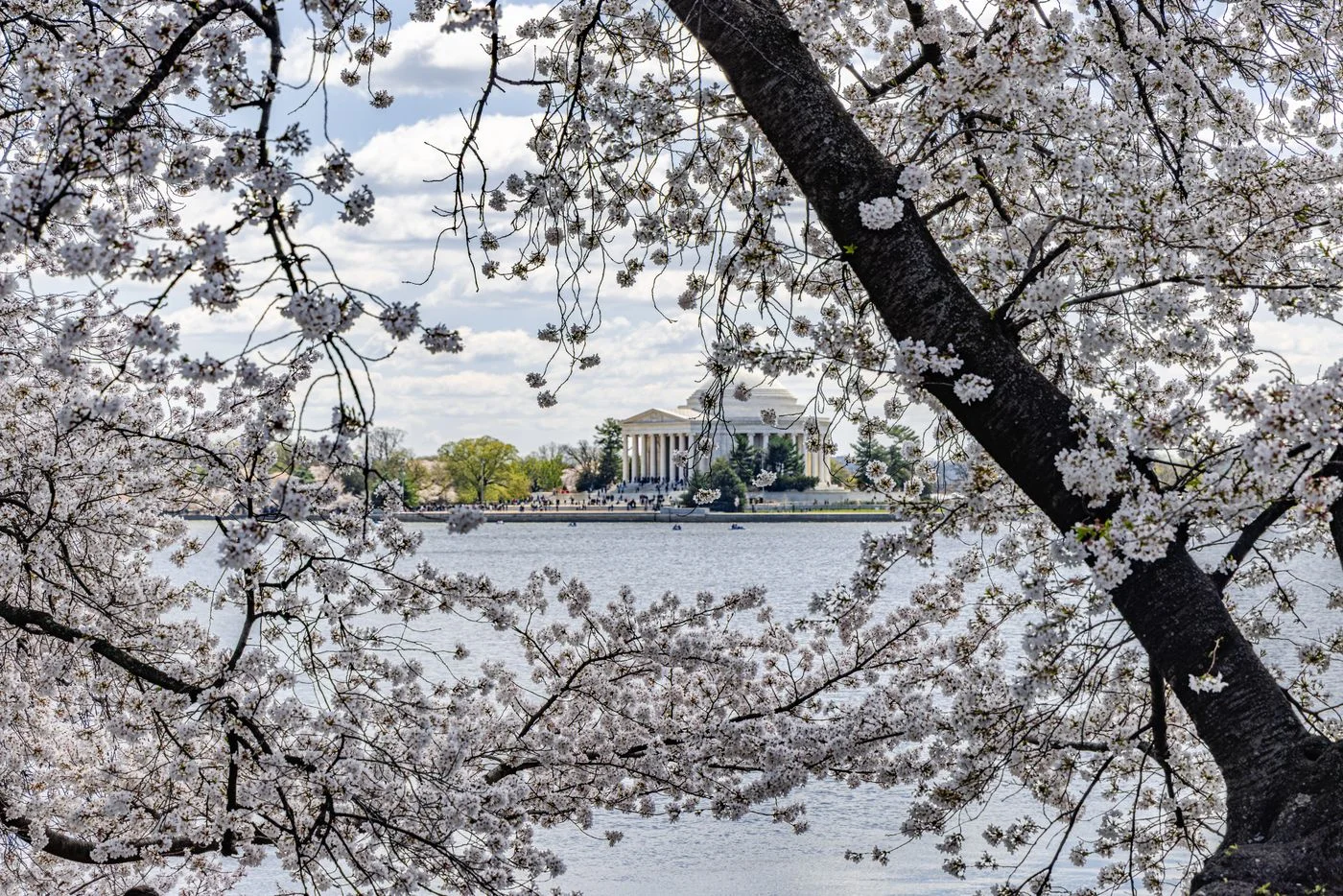 Cherry blossoms at the Tidal Basin beside the Jefferson Memorial